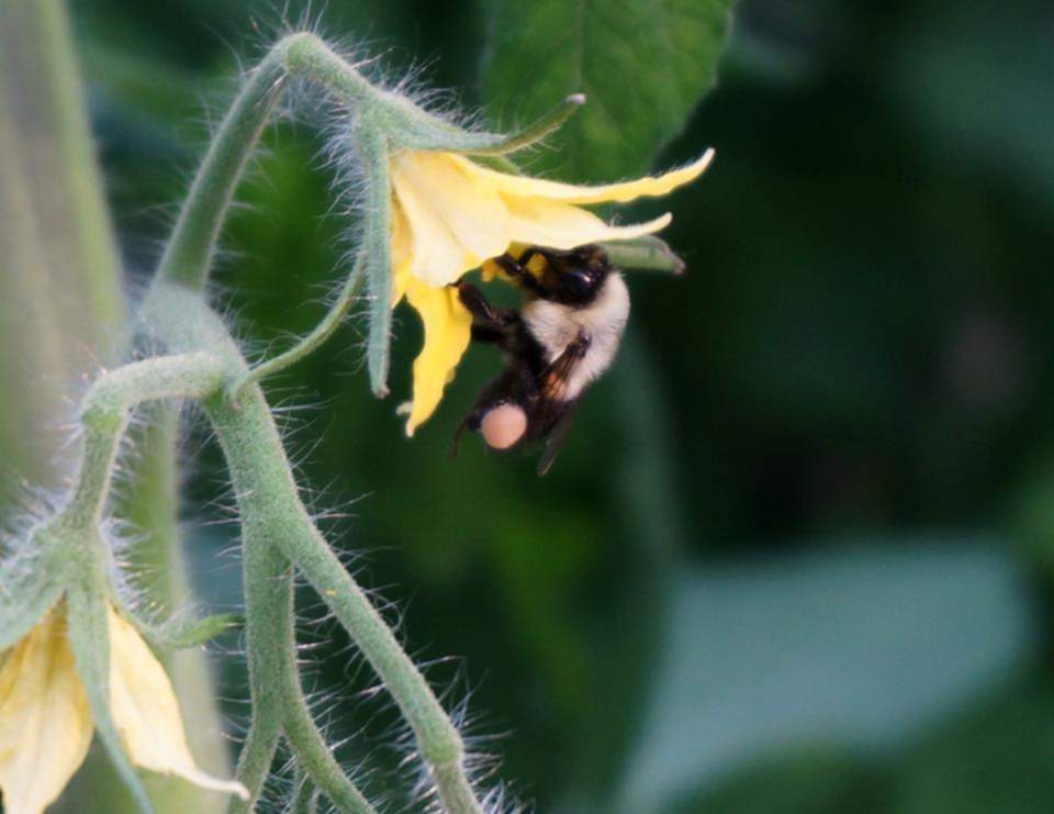 11046300_10153146293194487_7645687596580048900_n