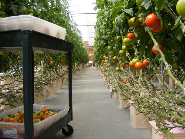 farmers_market_006 farmers_market_006