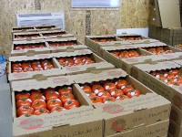 green_cure_and_tours_003_(200x150)